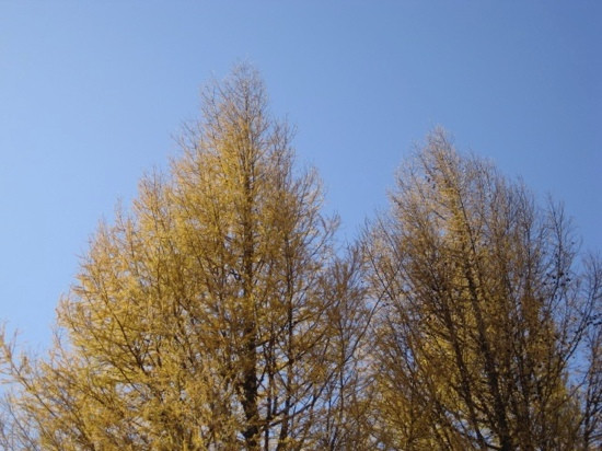 塞罕坝国家森林公园-围场县必去景点