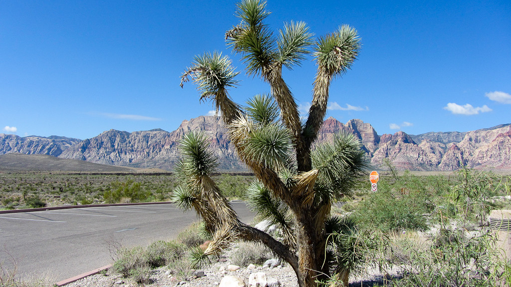 红岩峡谷国家野生生物保护区-拉斯维加斯必去景点