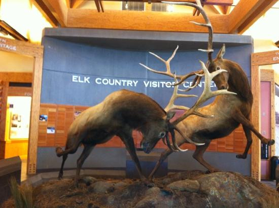 Rocky Mountain Elk Foundation-米苏拉必去景点