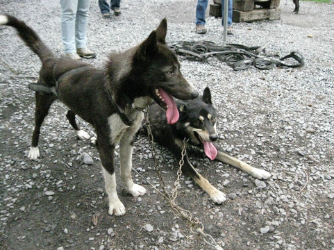 Seavey's IdidaRide Sled Dog Tours-苏厄德必去景点