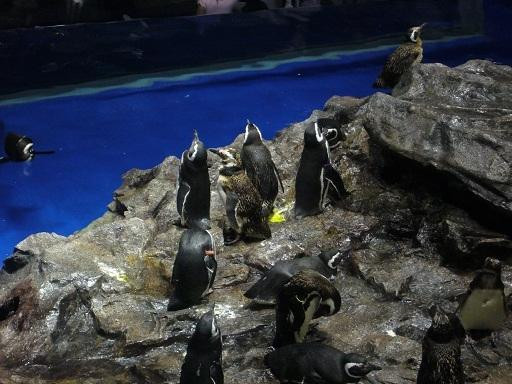 墨田水族馆-Oshiage必去景点