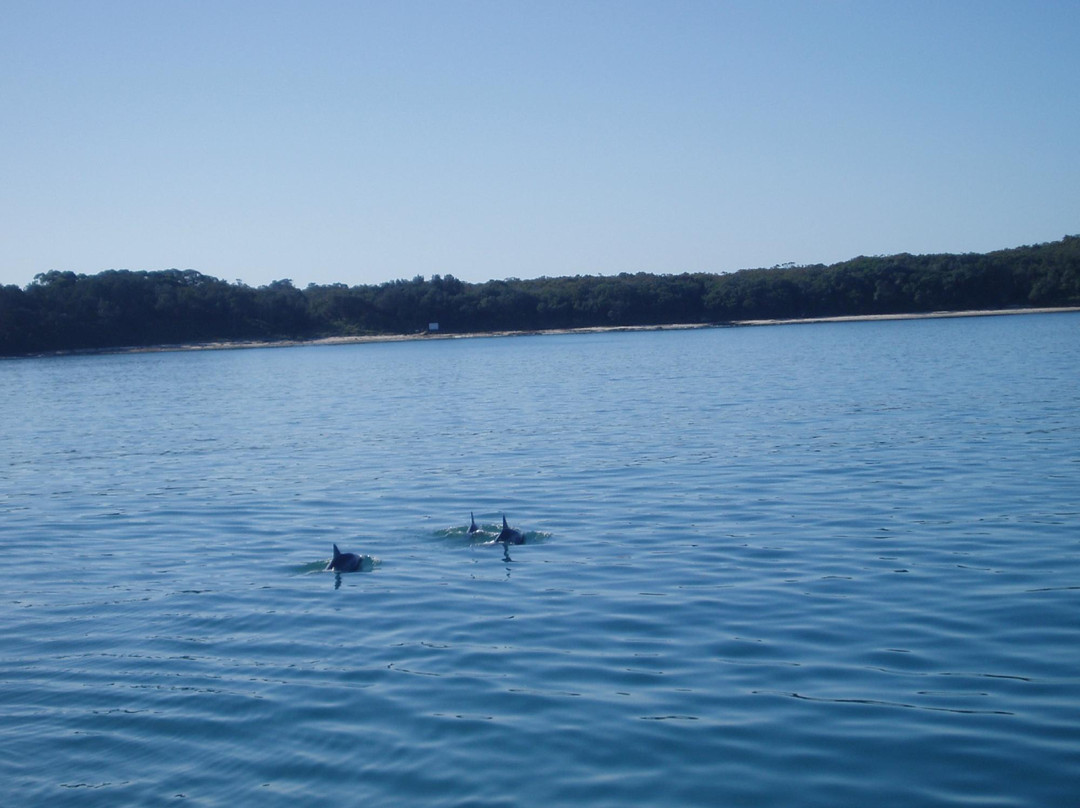 Dolphin Watch Cruises-赫斯基森必去景点
