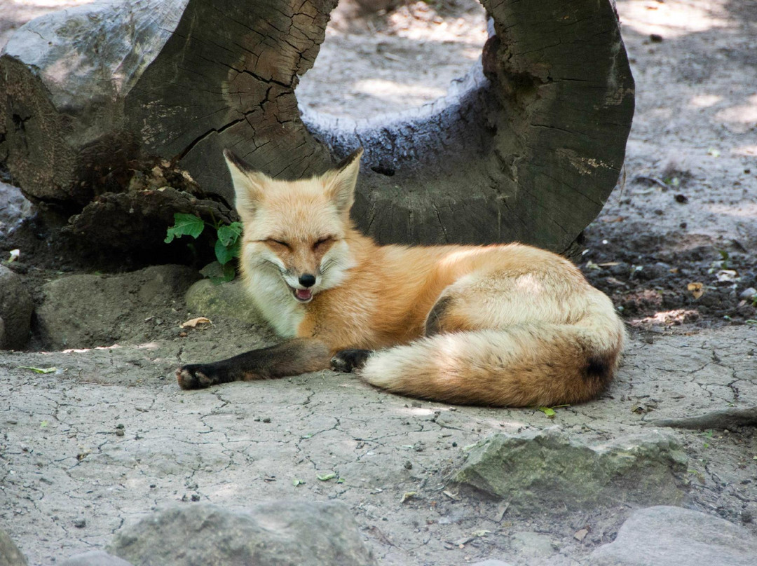 Cosley Zoo-Wheaton必去景点