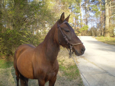 Hacienda la Pecosa: Paso Fino Show Horses-Bethlehem必去景点