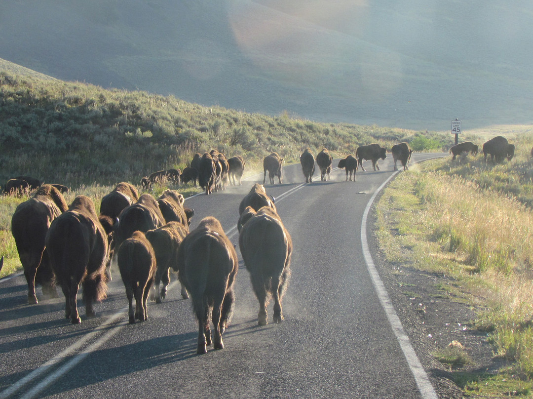 Wake Up to Wildlife Tour景点图片