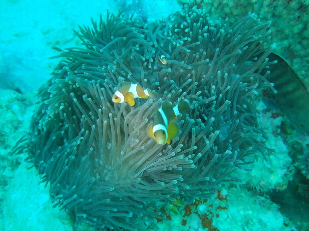 夏基潜水中心-卡伦必去景点