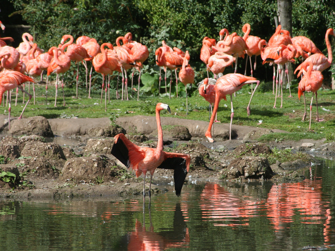 WWT Slimbridge Wetland Centre-Slimbridge必去景点