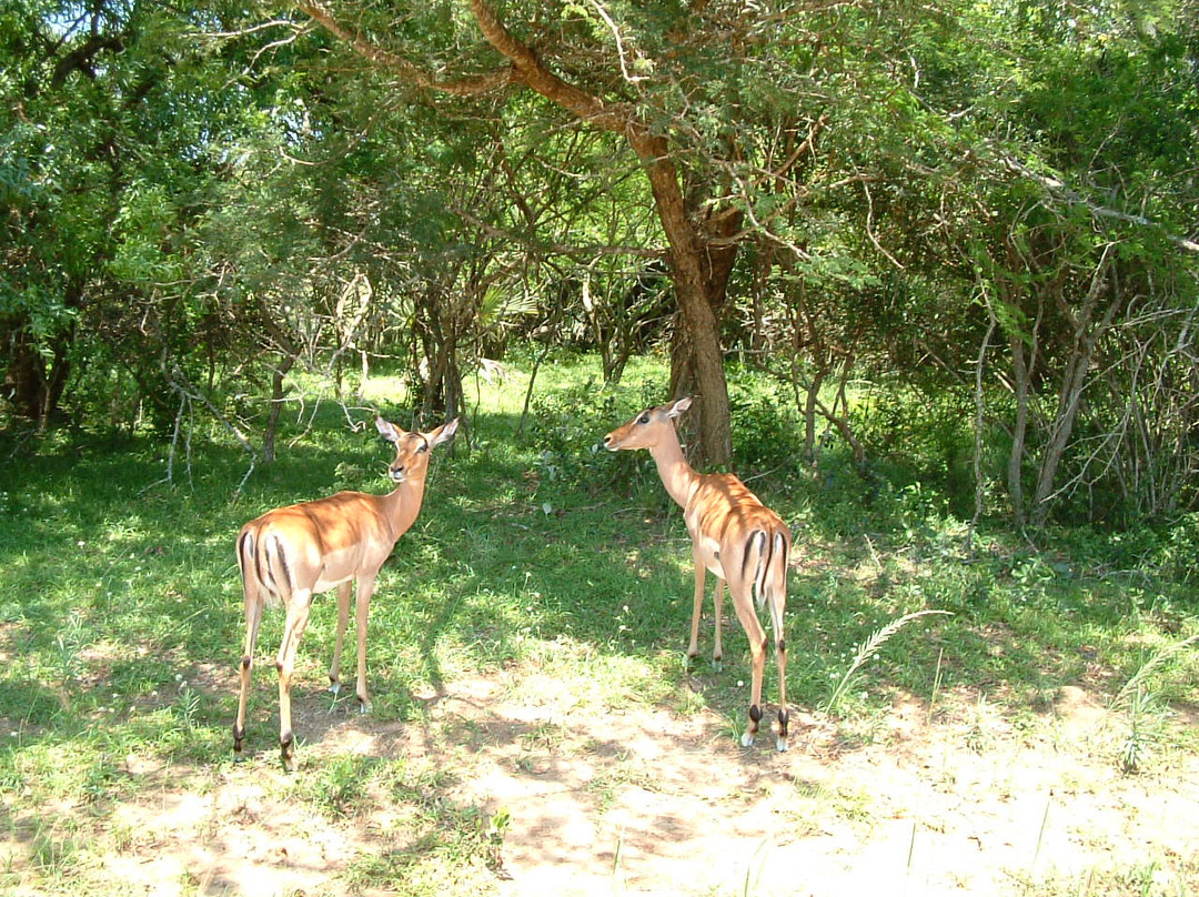 Bonamanzi Game Reserve景点图片
