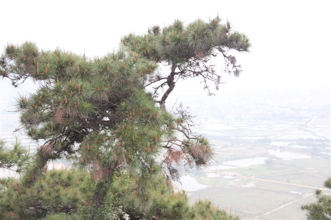鼎湖山景点图片