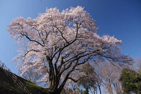 Hachigata Castle Park-寄居町必去景点