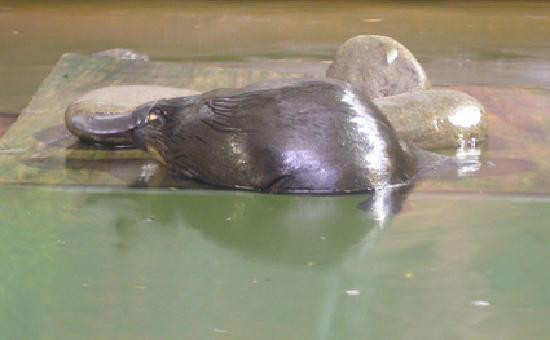 Platypus House-Beauty Point必去景点