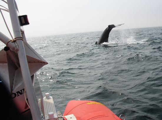 Ocean Explorations-Tiverton必去景点