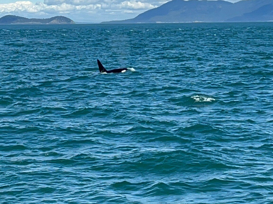 Island Adventures Whale Watching景点图片