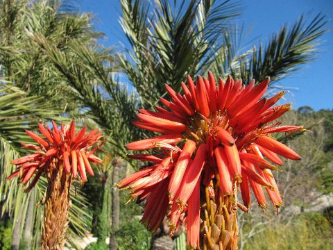 Son Marroig-德亚必去景点