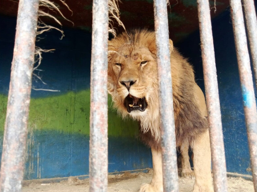 Amusement Park Zoo and Ostriches-Privolzhskii必去景点