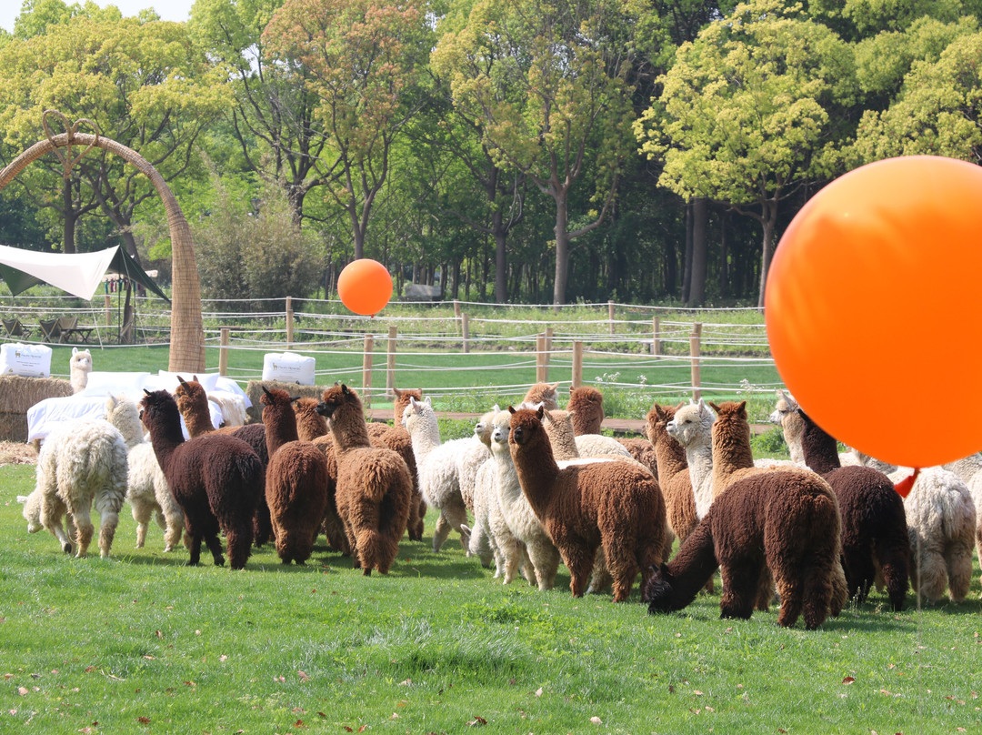 自然卷卷牧野-上海市必去景点