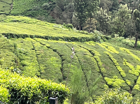 Lynfields Leisure主图