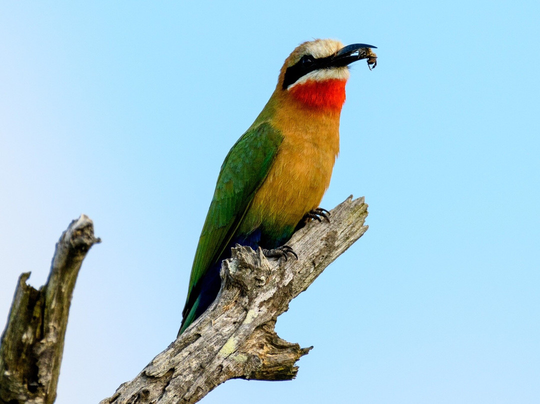 B1 Photo Safaris-司库库札必去景点