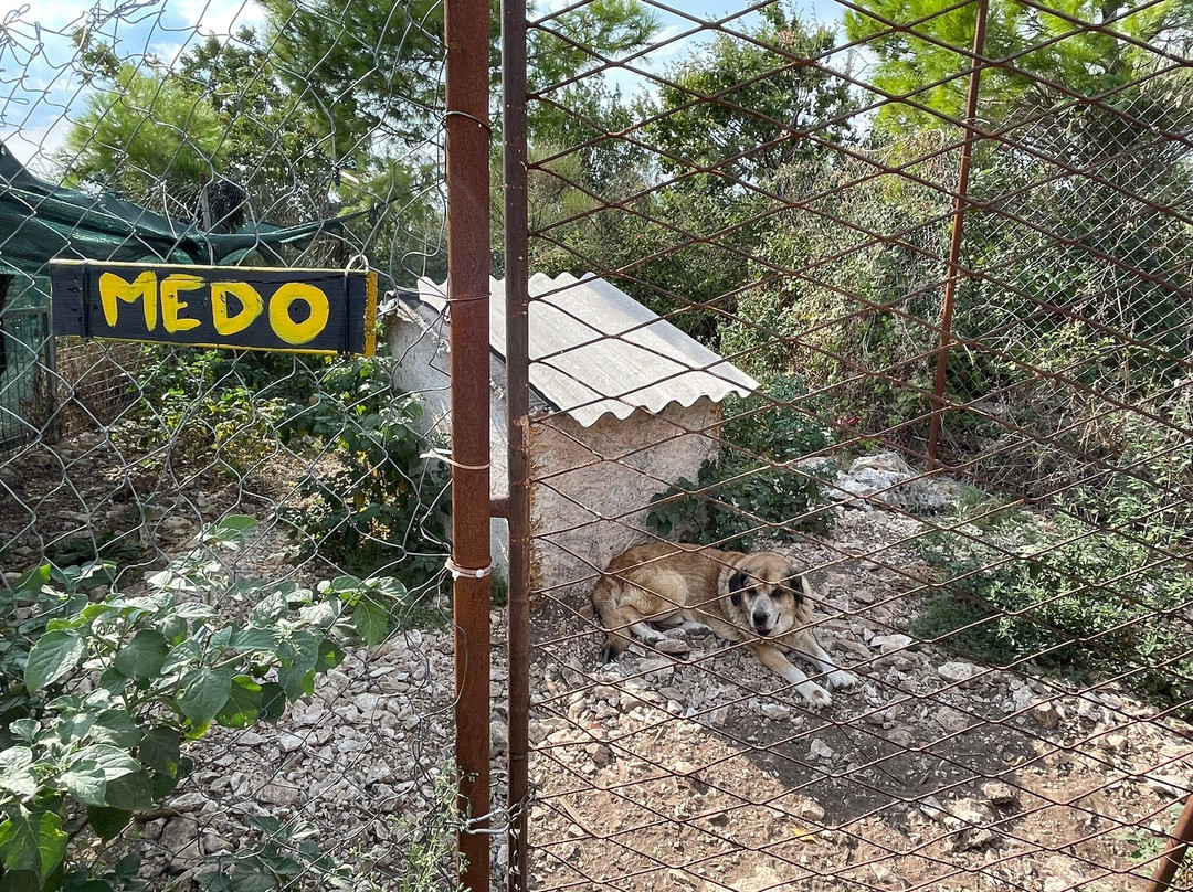 Zarkovica Animal Shelter-杜布罗夫尼克必去景点