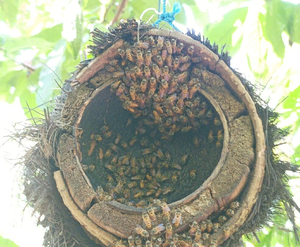 Honeybee Farm & Luwak Coffee Agrotourism景点图片