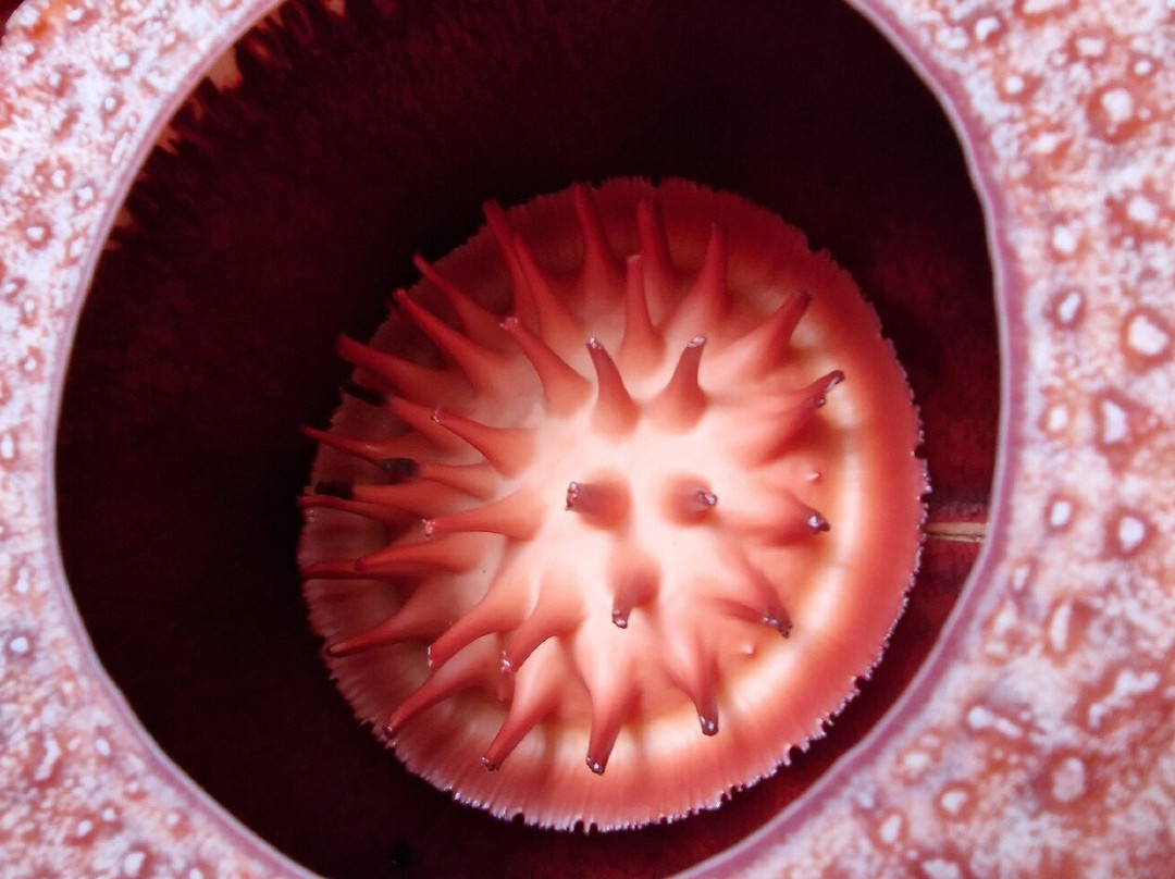 Roni’s Tours -sumatra Tour Guide-武吉丁宜必去景点