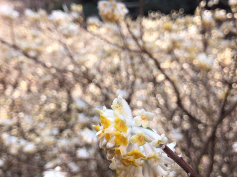 Mushiidani no Mitsumata Colony