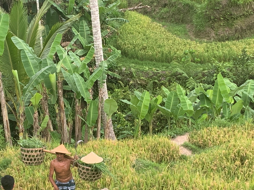 Prime Bali Incredible Tour景点图片