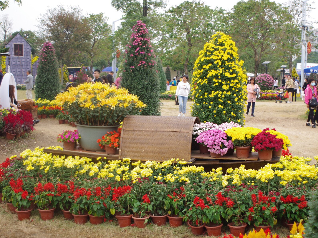 菊城金瓣-中山市必去景点