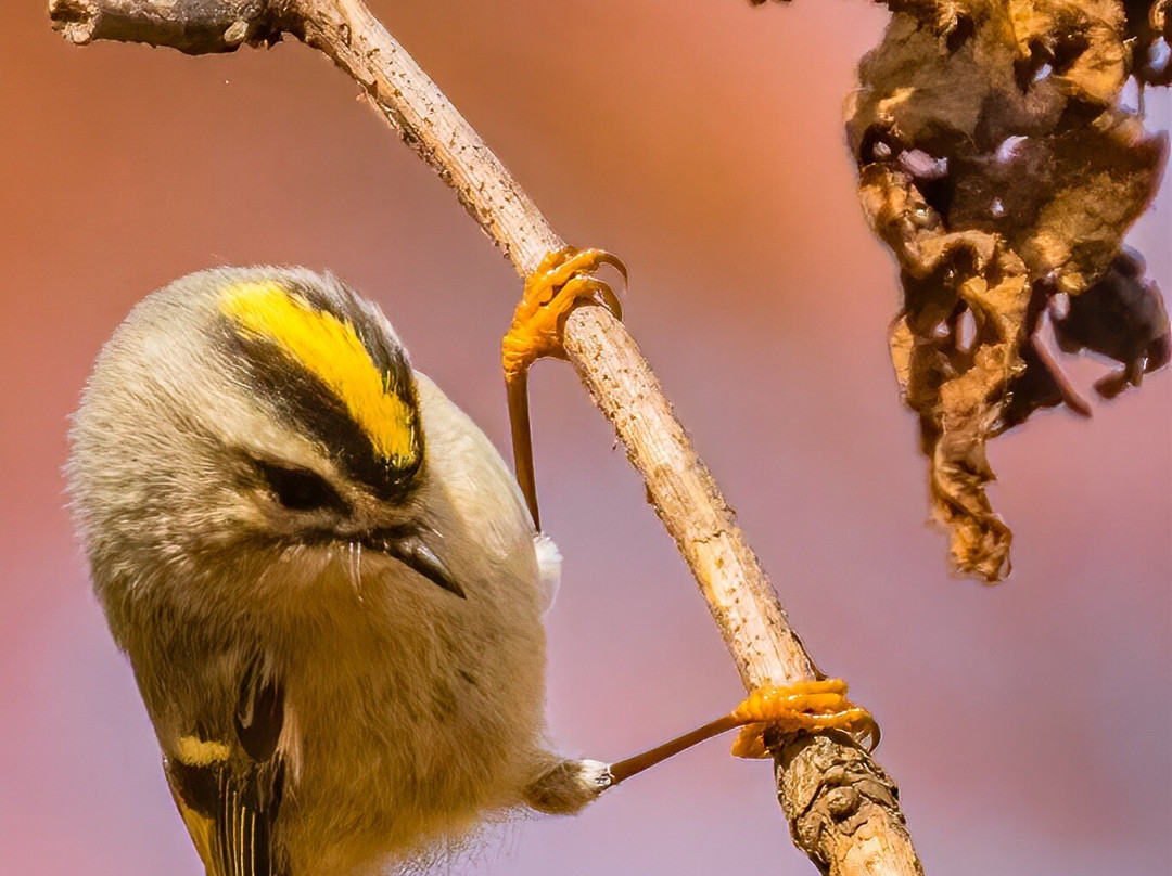Norman Bird Sanctuary-米德尔敦必去景点