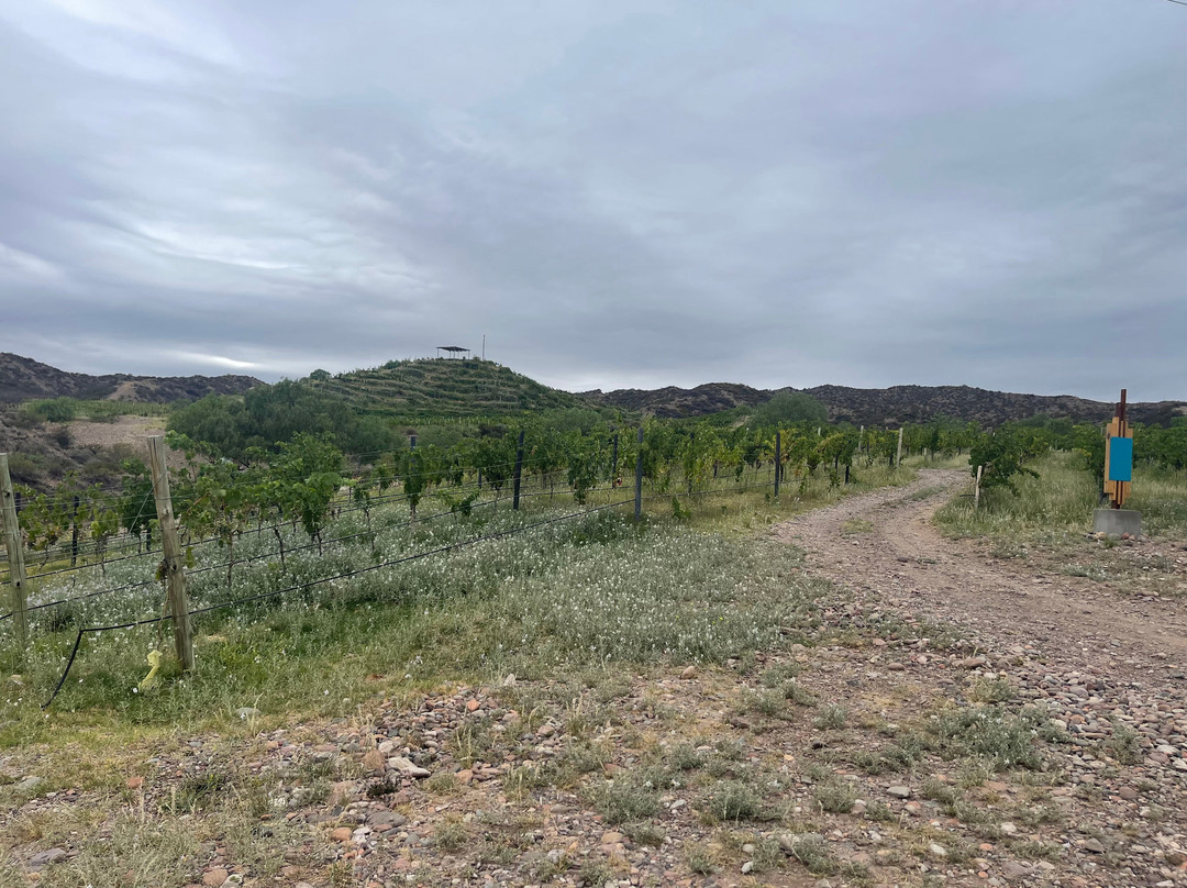 Experiencia Amansado Wines-路冉得库约必去景点