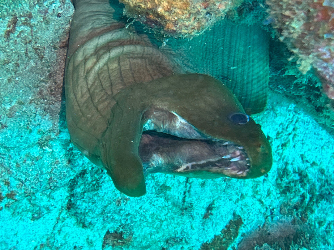 Undersea Tobago Ltd-克朗波因特必去景点