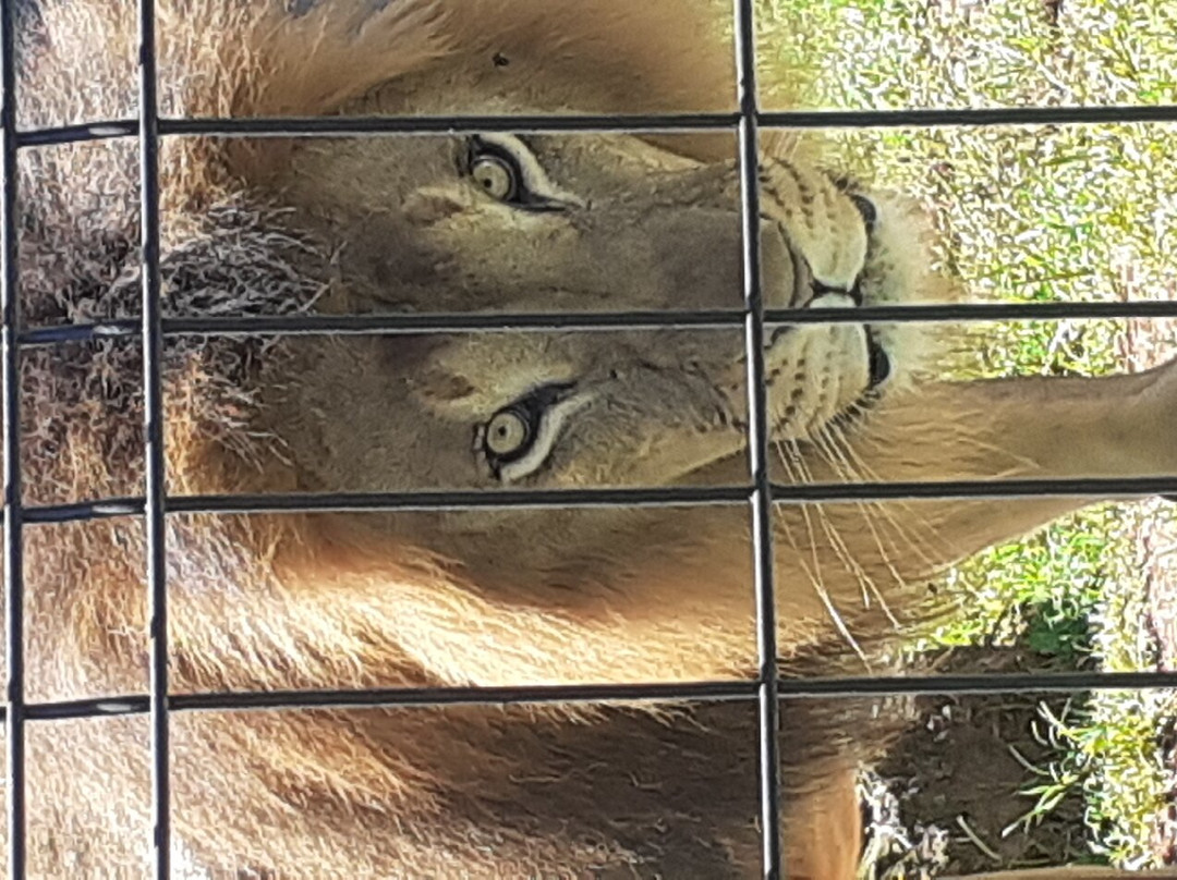 Zoológico Municipal de Guarulhos-瓜鲁柳斯必去景点