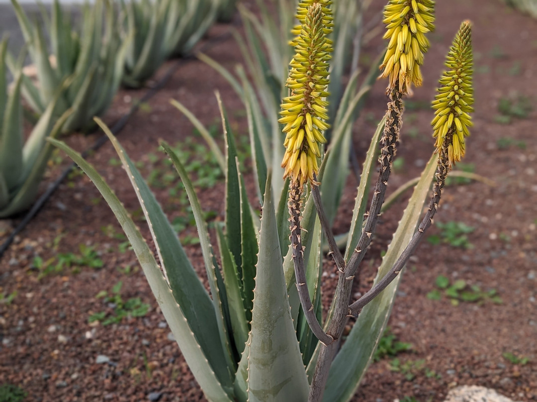 Finca Canarias Aloe Vera景点图片