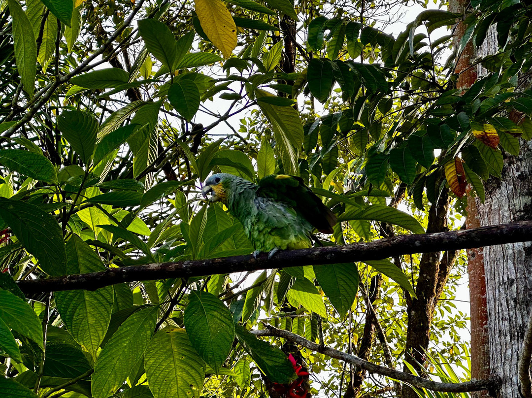 Discover Tarzan's Jungle-Puyo必去景点