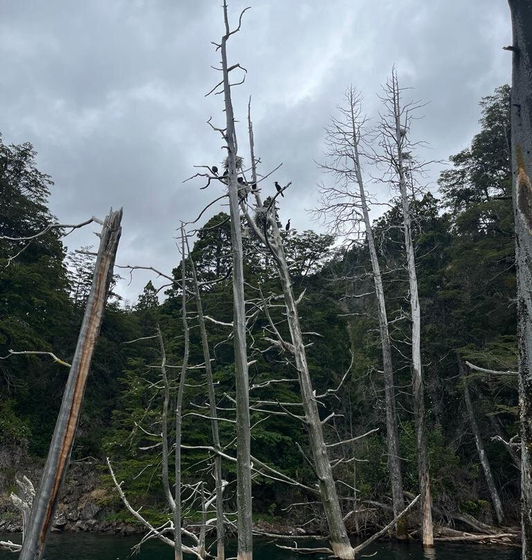 Bosque Sumergido-Villa Traful必去景点