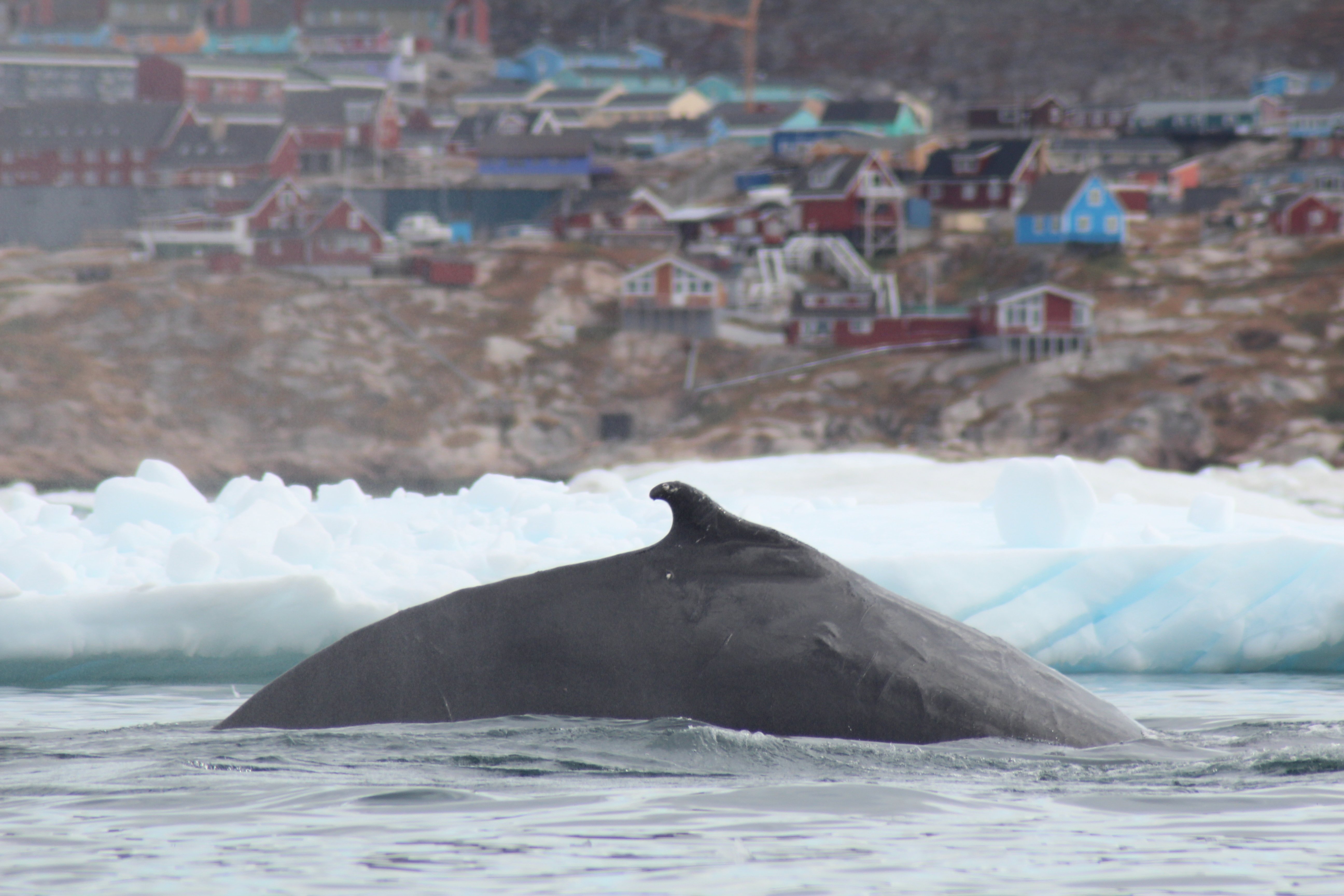 Ilulissat Guesthouse-官方