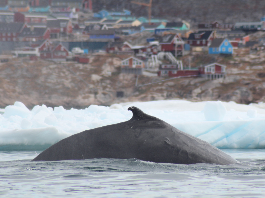 Ilulissat Guesthouse主图