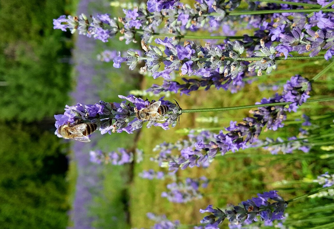 La Maison Lavande-Saint-Eustache必去景点