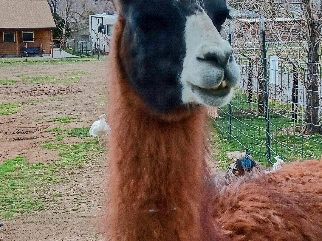 Sri Sri Radha Krishna Temple-西班牙福克必去景点