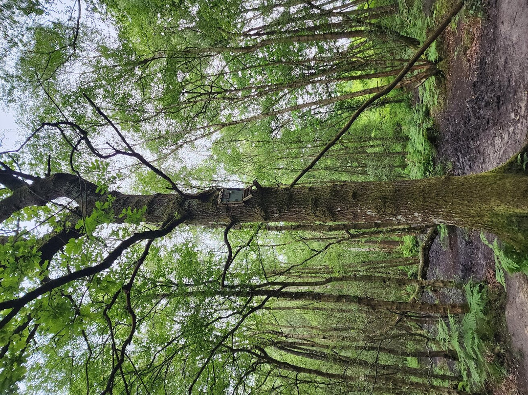 Poohsticks Bridge景点图片