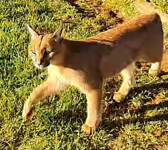 Zanchieta Wildlife Rescue Centre & Lodge-布隆方丹必去景点