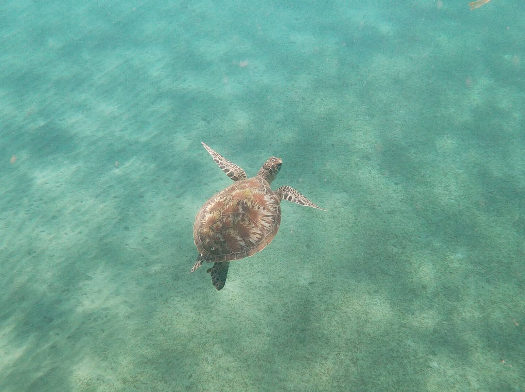 Bali Fab Dive center景点图片