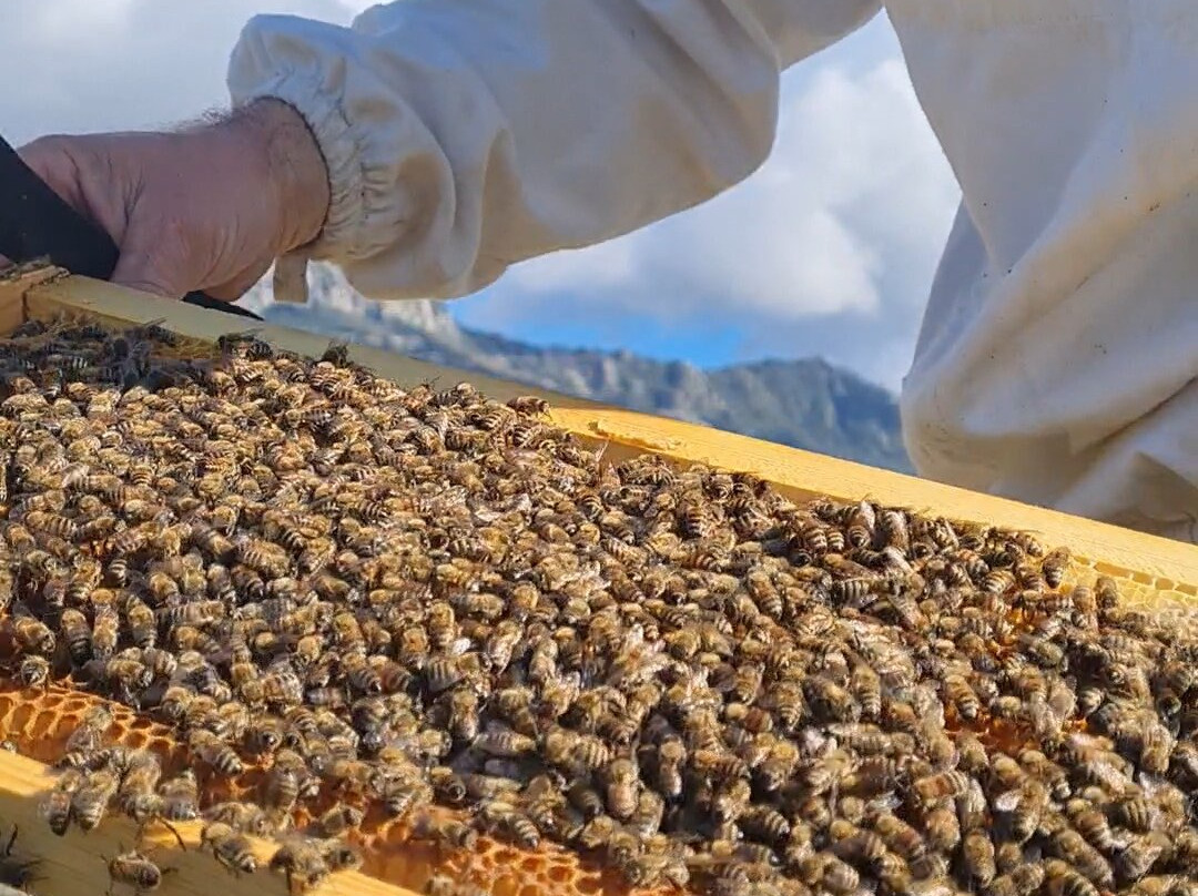 Beekeeping Experience-Kyparissia必去景点