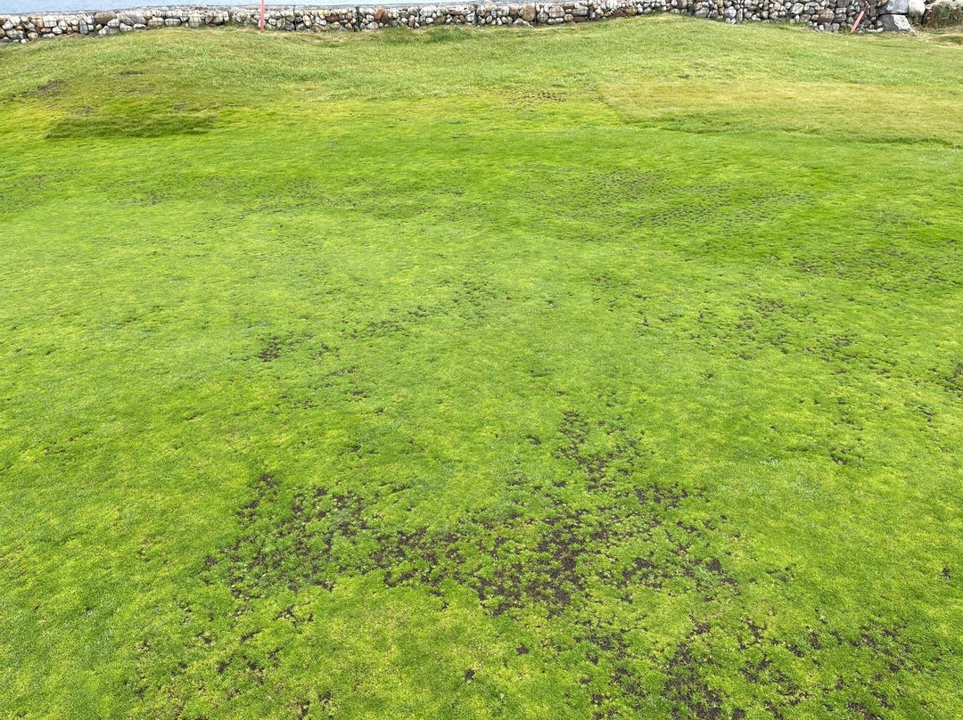 Golspie Golf Club景点图片