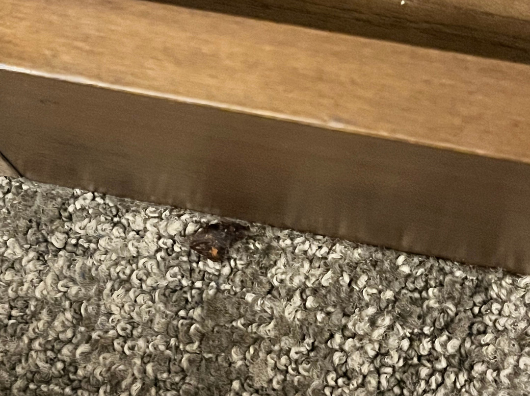 Staybridge Suites Elkhart North by IHG主图