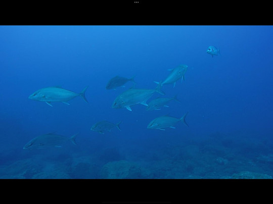 Madeira Divepoint-沙尔必去景点