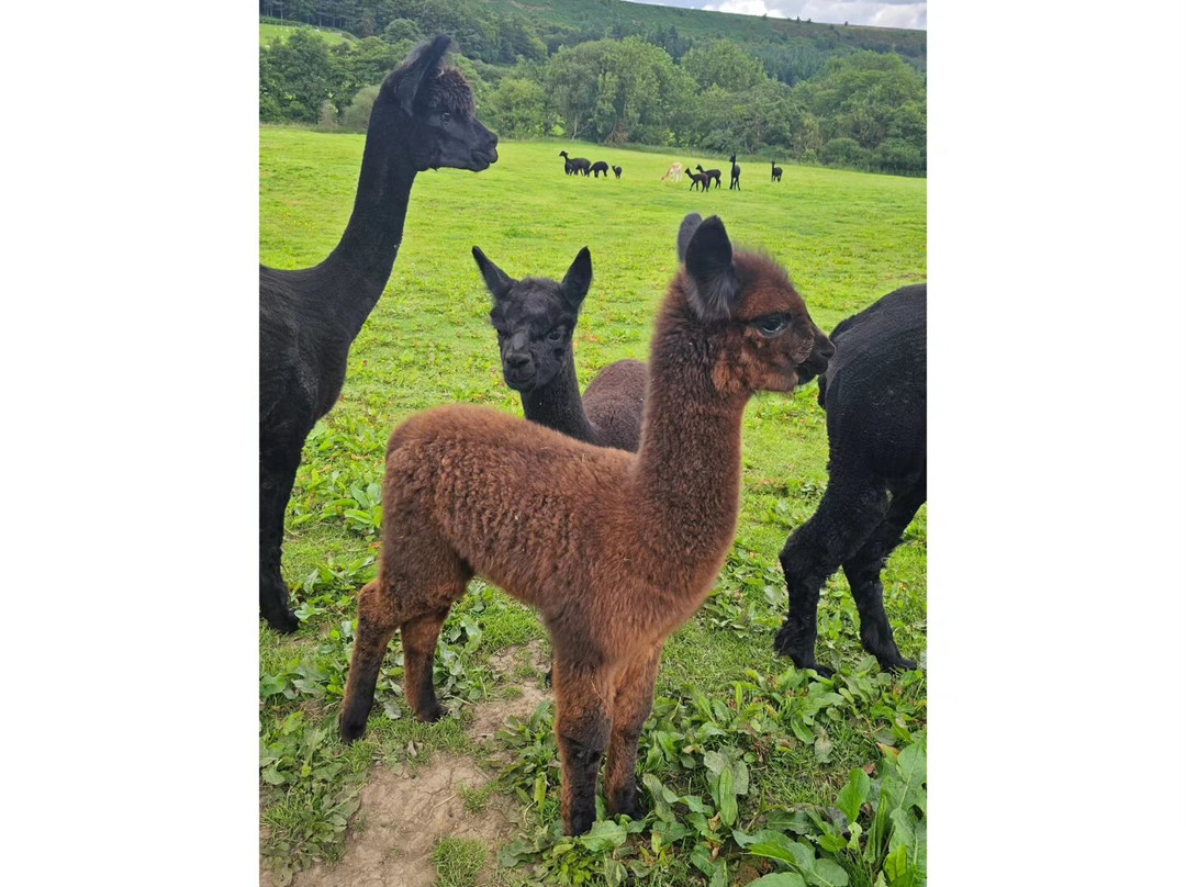 Little Alpaca Company景点图片