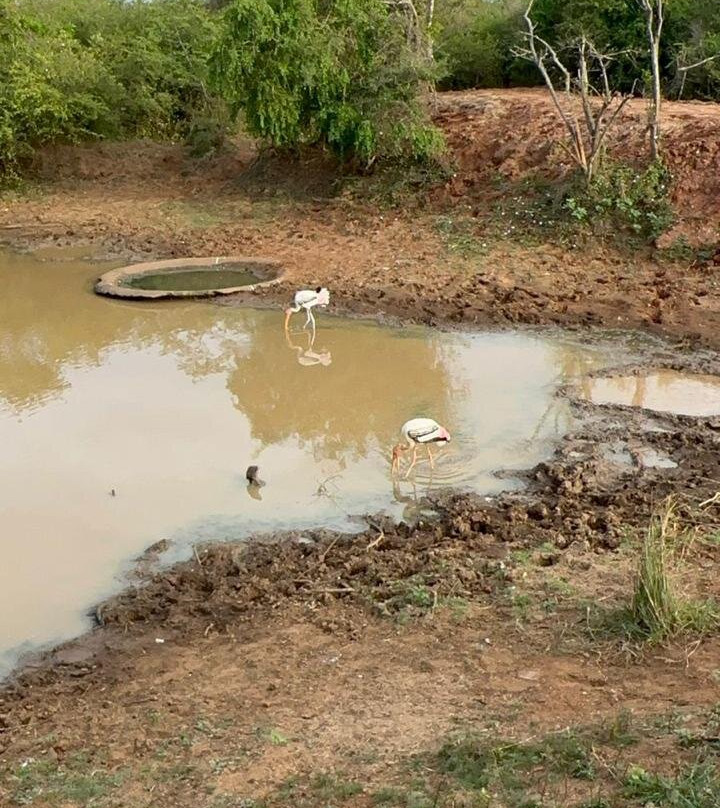 Yala Safari Tours景点图片