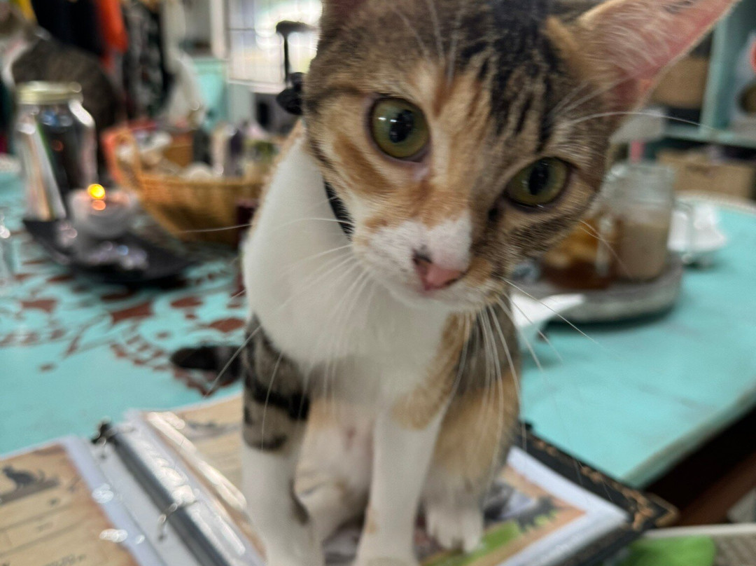 Purr Vida Lounge景点图片