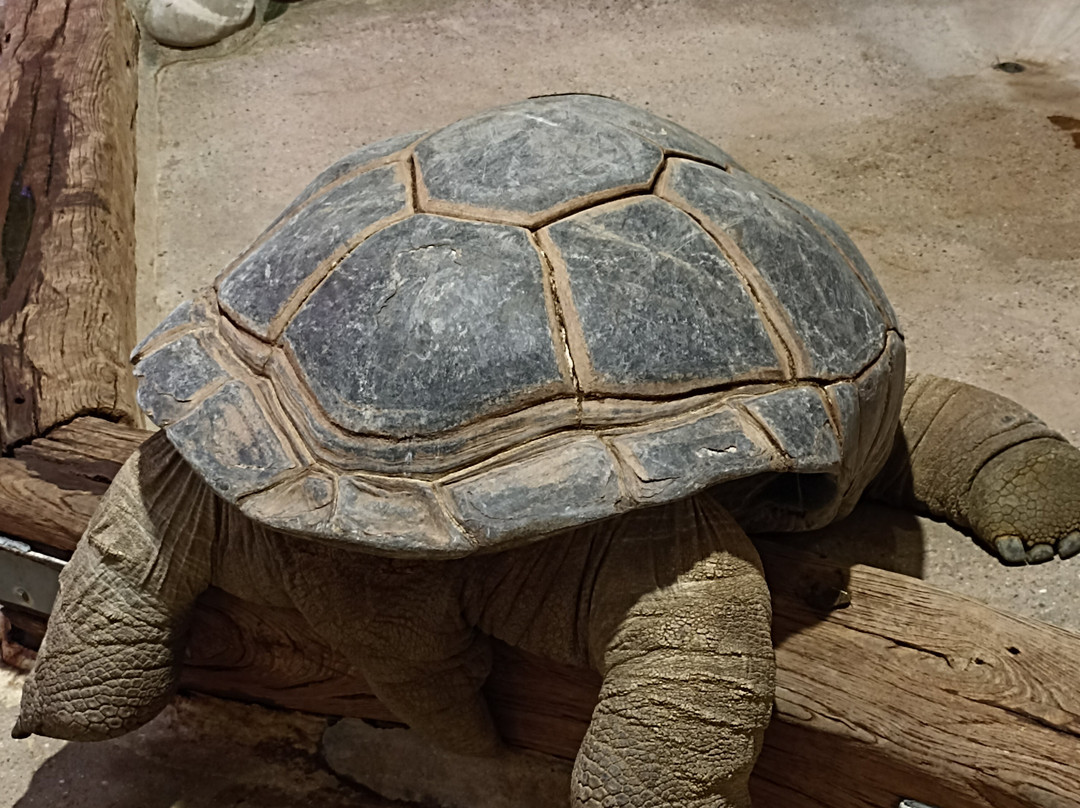 Zoo Osnabrück-奥斯纳布吕克必去景点